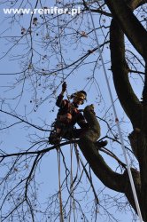 wycinka i przycinka drzew alpinistycznie 1