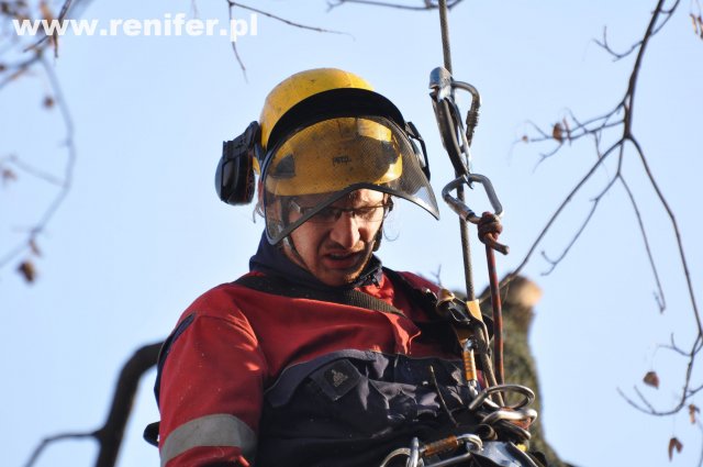 wycinka i przycinka drzew alpinistycznie 2