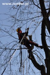 wycinka i przycinka drzew alpinistycznie 3