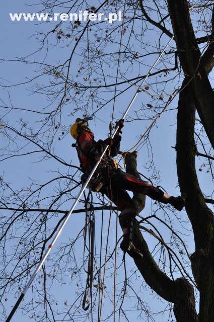 wycinka i przycinka drzew alpinistycznie 3