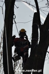 wycinka i przycinka drzew alpinistycznie 5