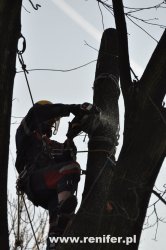 wycinka i przycinka drzew alpinistycznie 6