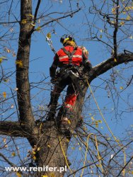 wycinka i przycinka drzew alpinistycznie 7