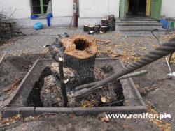 wycinka i przycinka drzew alpinistycznie 8