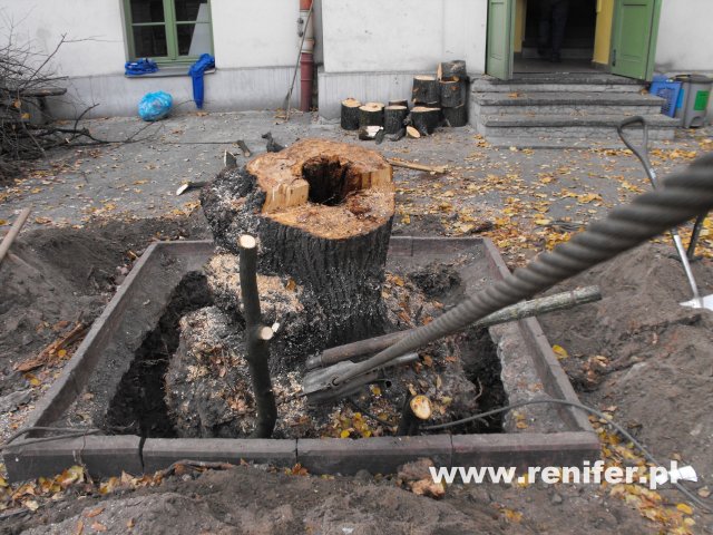 wycinka i przycinka drzew alpinistycznie 8