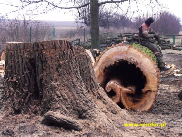 wycinka i przycinka drzew alpinistycznie 9