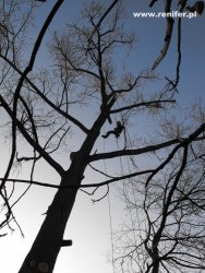 wycinka i przycinka drzew alpinistycznie 10