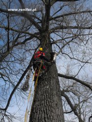 wycinka i przycinka drzew alpinistycznie 11