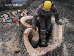 wycinka i przycinka drzew alpinistycznie 12