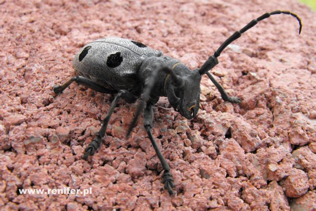 Bośnia i Hercegowina, majówka 2012