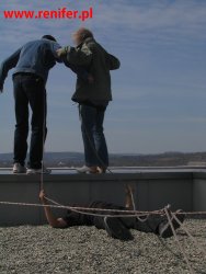 apw renifer - Kryszak