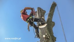 Wycinka sekcyjna na cmentarzu.